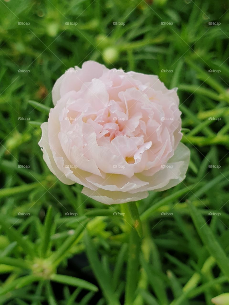 the portulaca grandiflora