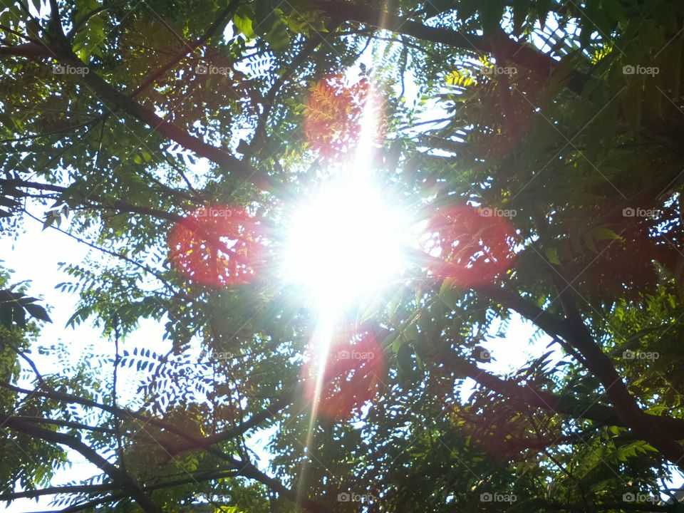 Sunny light above my tree. 9 o'clock morning when a see light above my tree at home