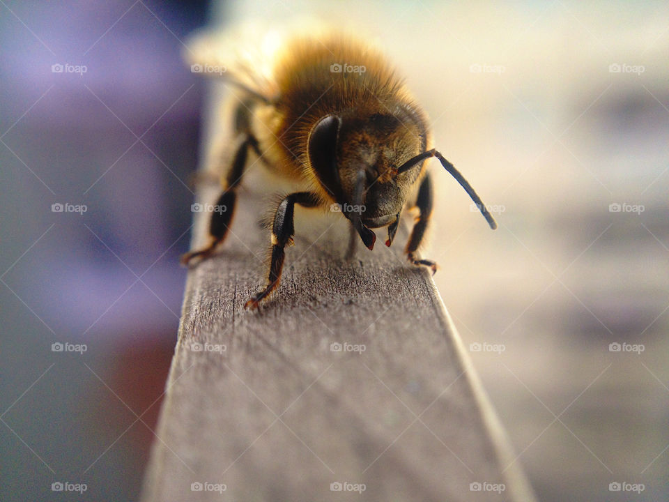 Honeybee. Honeybee, macro