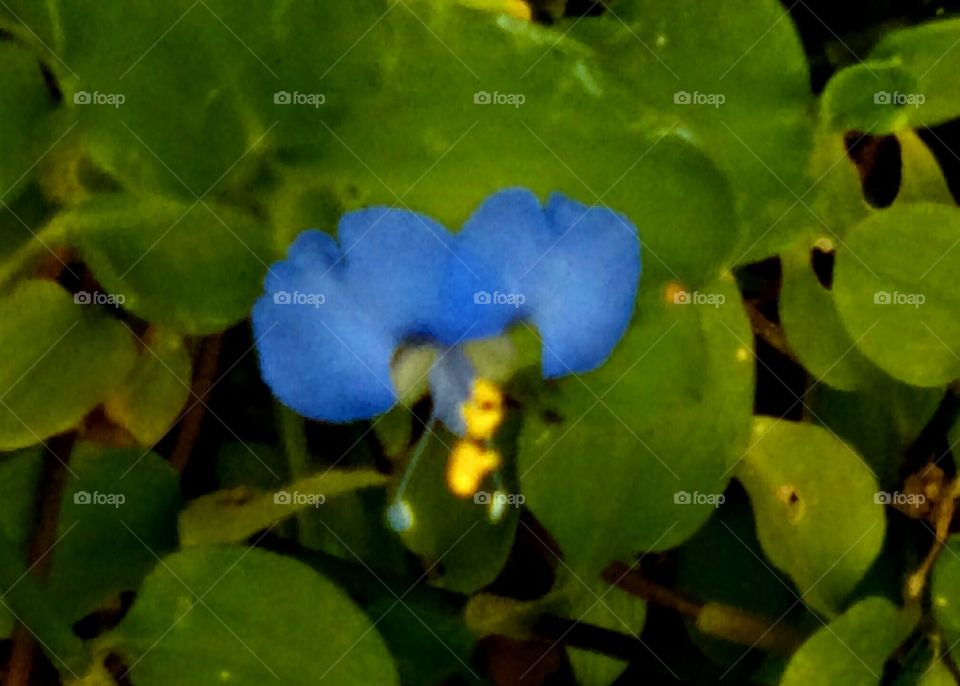 Commelina (Dayflower) Blossom