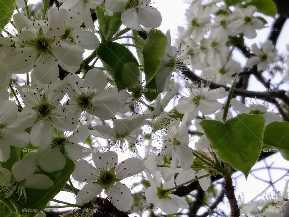 apple blossoms on a tree