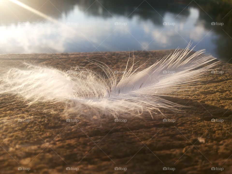 White feather on rock