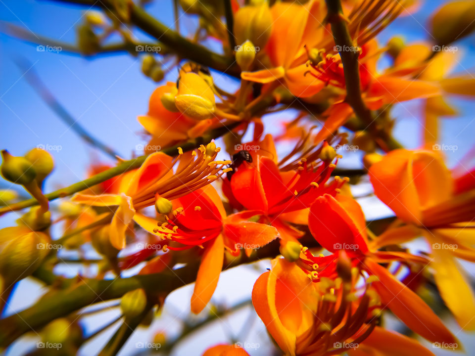 Capparis Flowers blooming in summer. in Rajasthan India