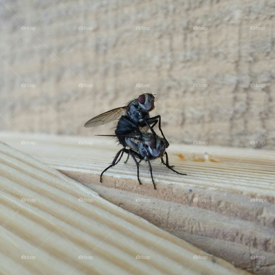 flies posing