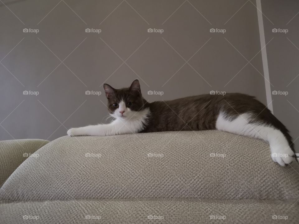 Cat on couch