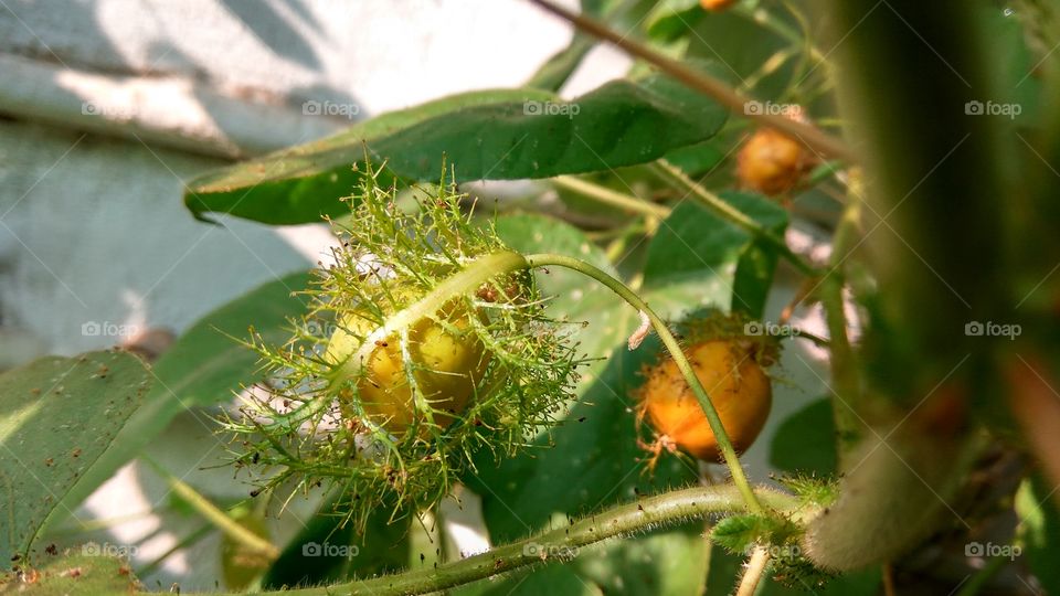 small green niddle fruit