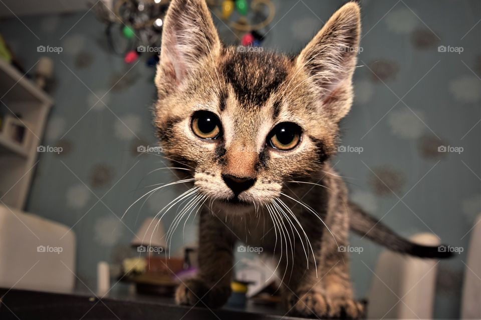 Funny wide angle perspective cute kitten with big head