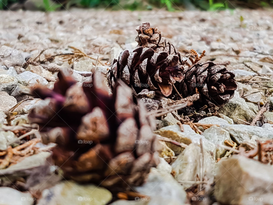 pinecone