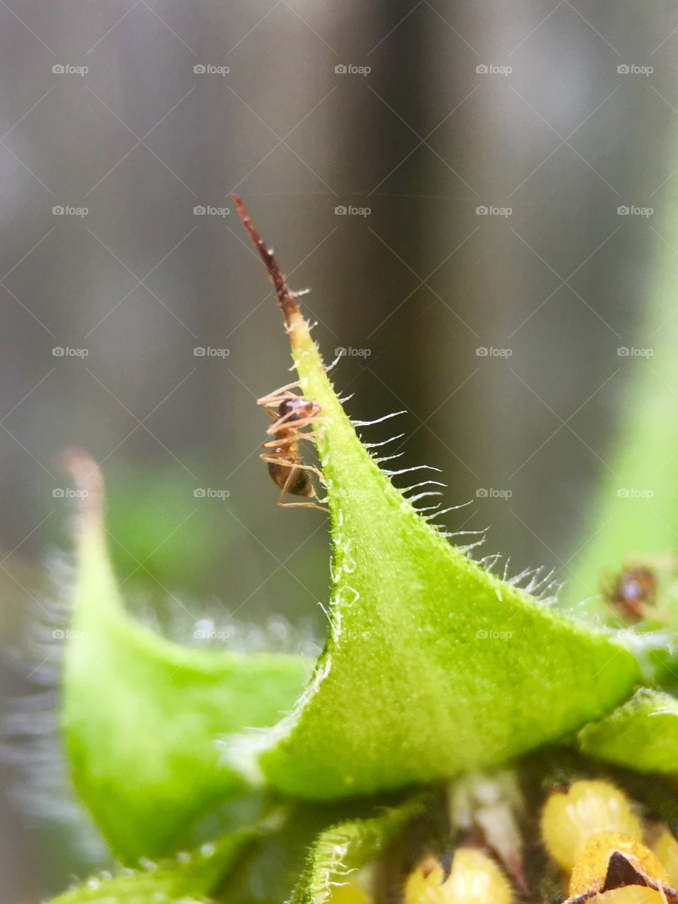 Ants looking for food