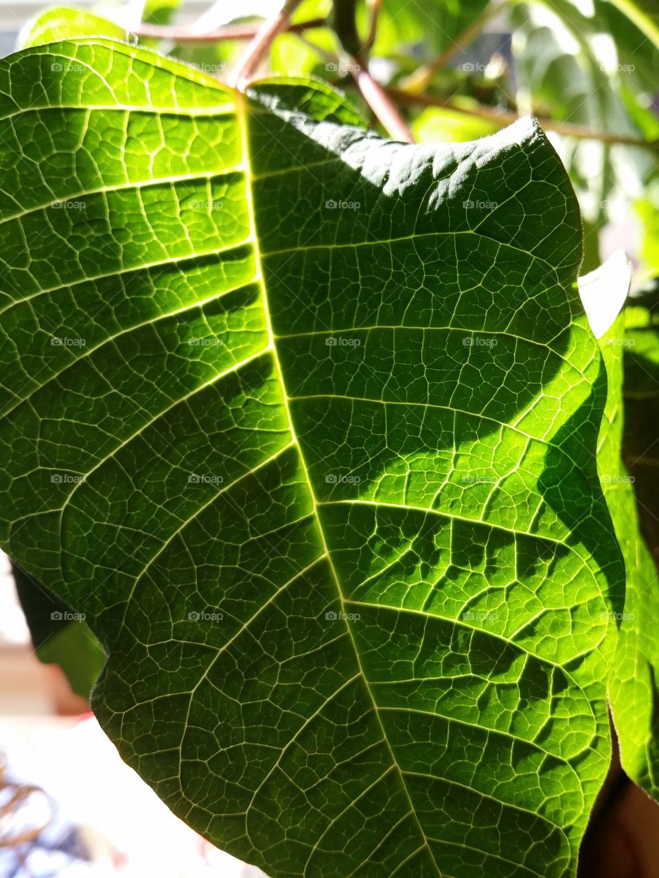 Poinsettia Leaf