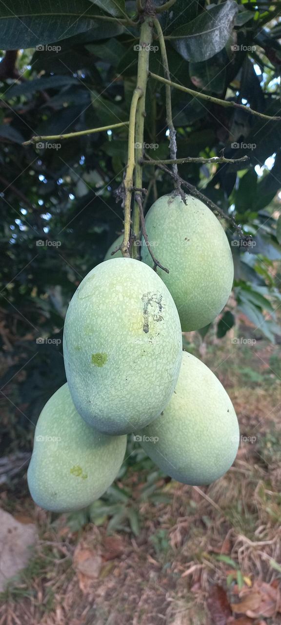 Mango or mempelam is the name of a type of fruit, as well as the name of the tree. Mango belongs to the genus Mangifera