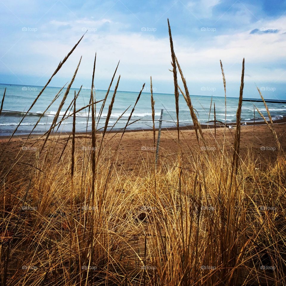 Grassy . Natural beach dune in Chicago.