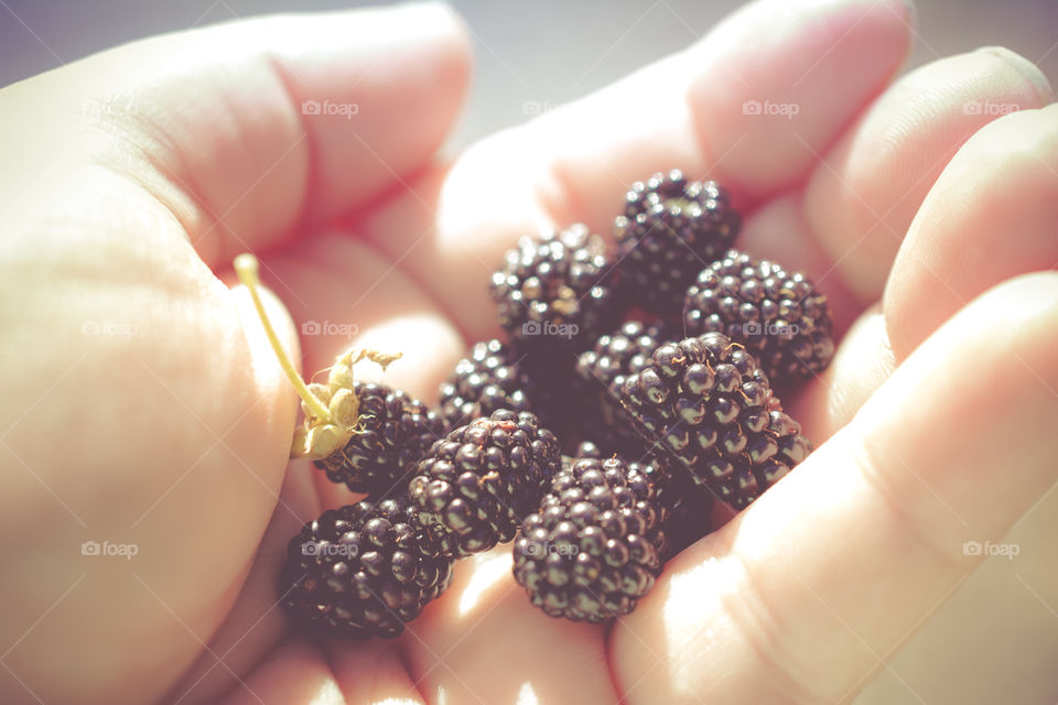 Handful of Fresh Picked Wild Blackberries 2