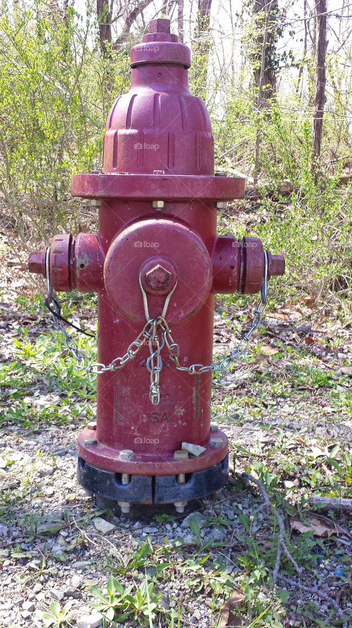 fire hydrant. yard