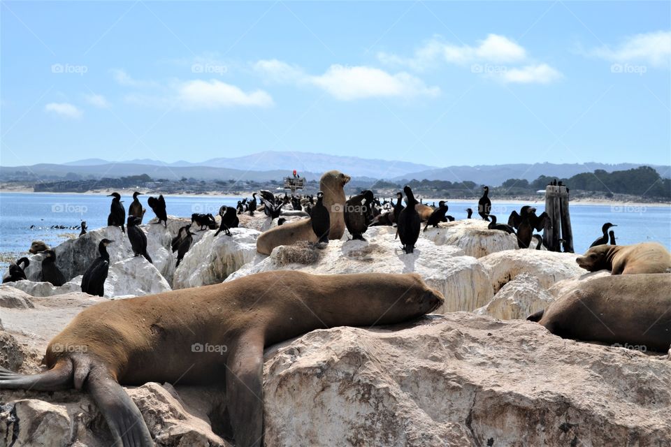 Sea lions and birds in West coast