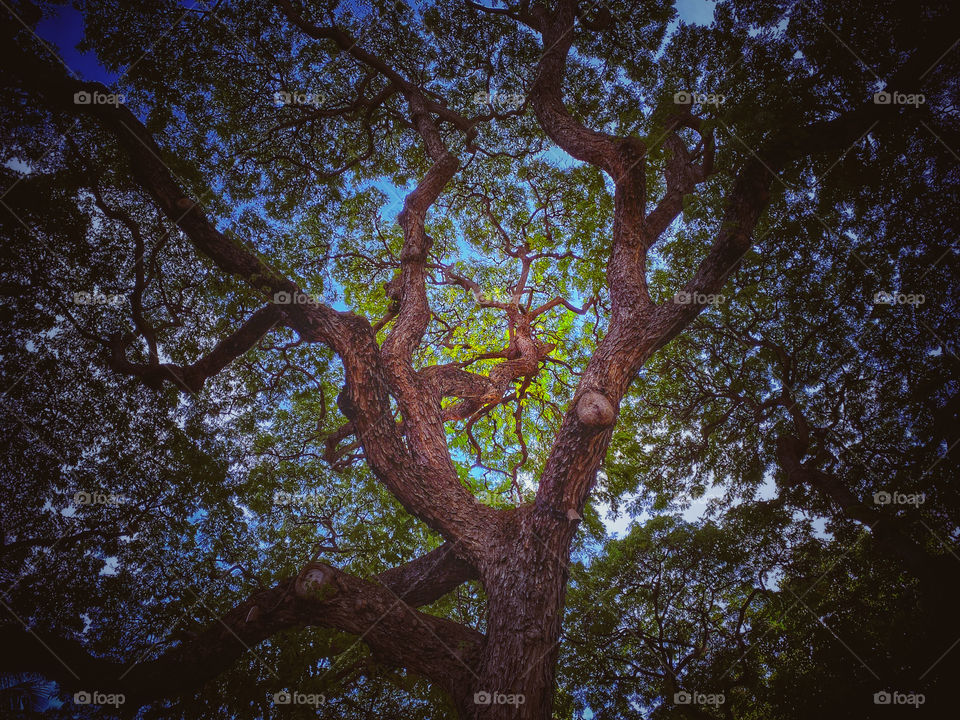 Looking up through the branches of a tall tree 