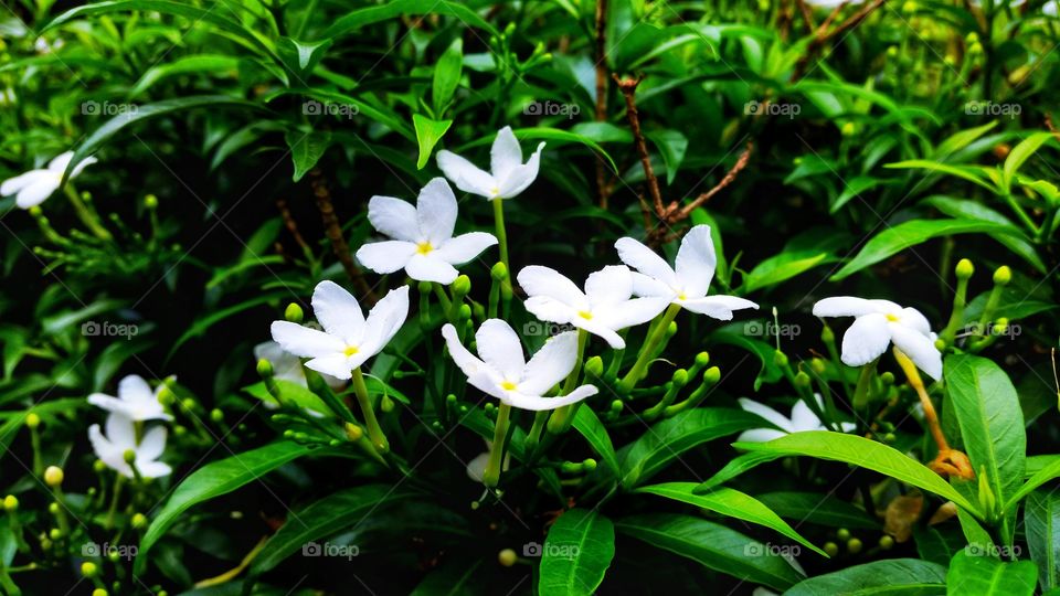 beautiful white flowers