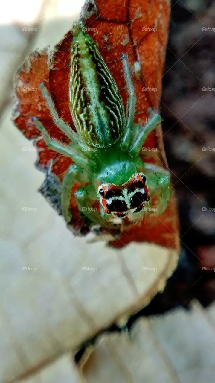spider