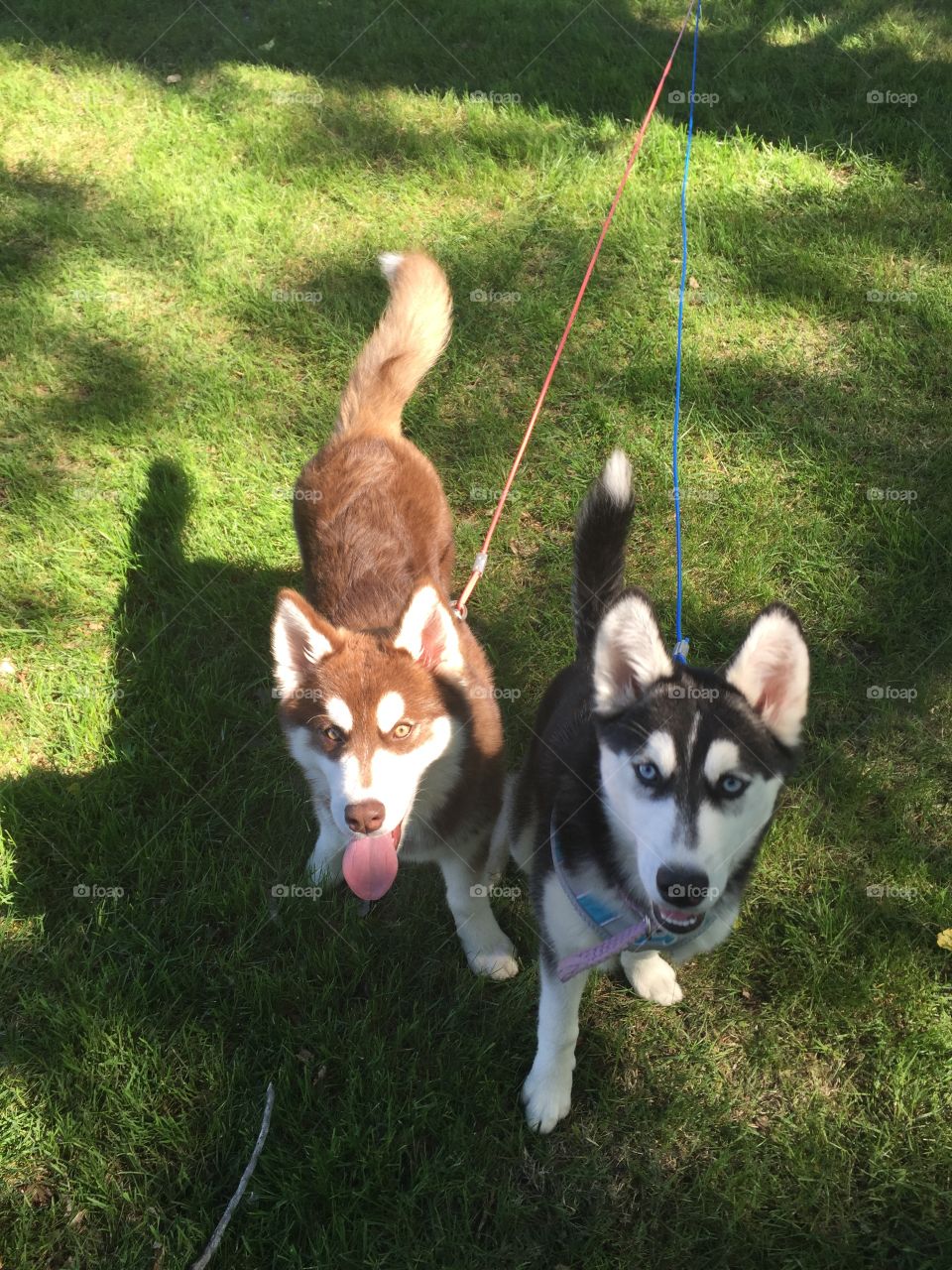 Dog, Grass, Mammal, Cute, Portrait
