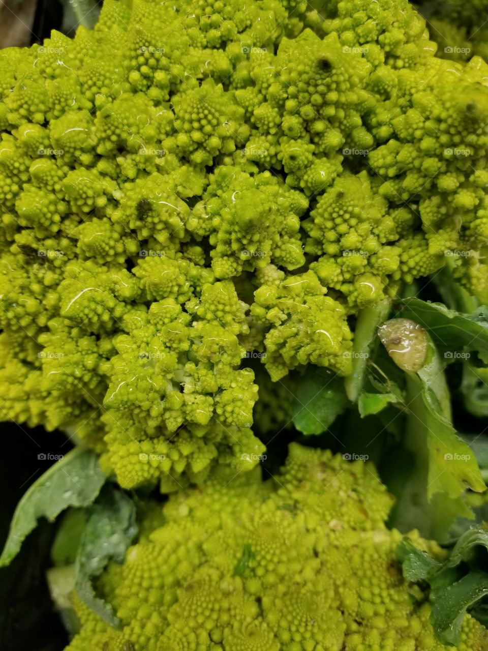 cauliflower