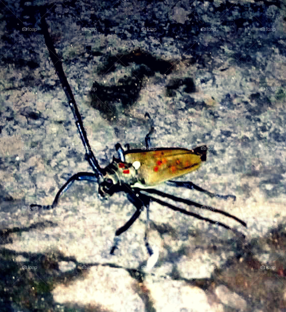 Red-spotted longhorn beetle (Batocera rufomaculata) is also known as mango tree borer, mango stem-borer and tropical fig borer.