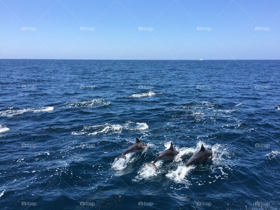 Dolphins 