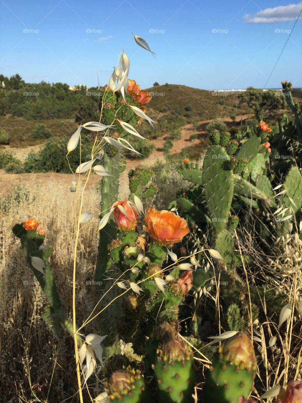 Summertime is not far : dry grass and prickly pear flowers 