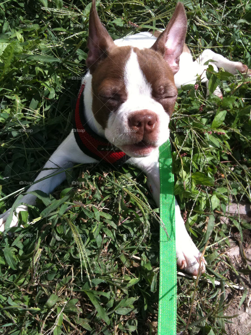 grass smile dog fun by jessatdiesel