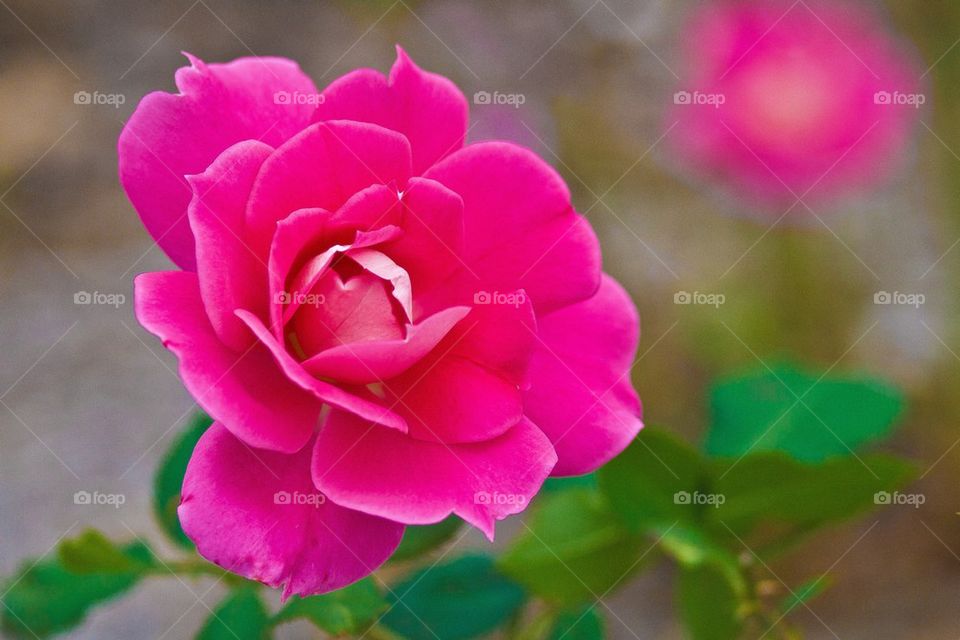 Pink Rose