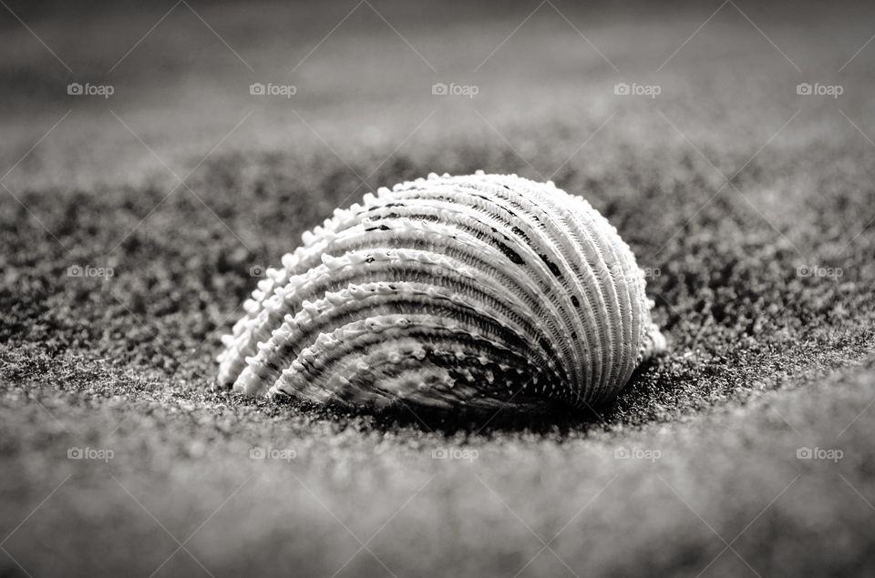 The smooth and the rough - a sea shell on the sand