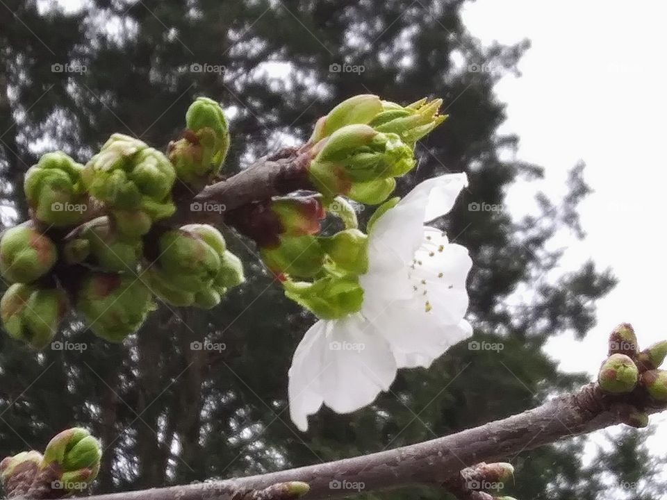 tree beginning to bloom