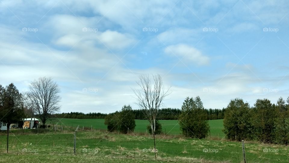 Landscape, Tree, Grass, Field, No Person