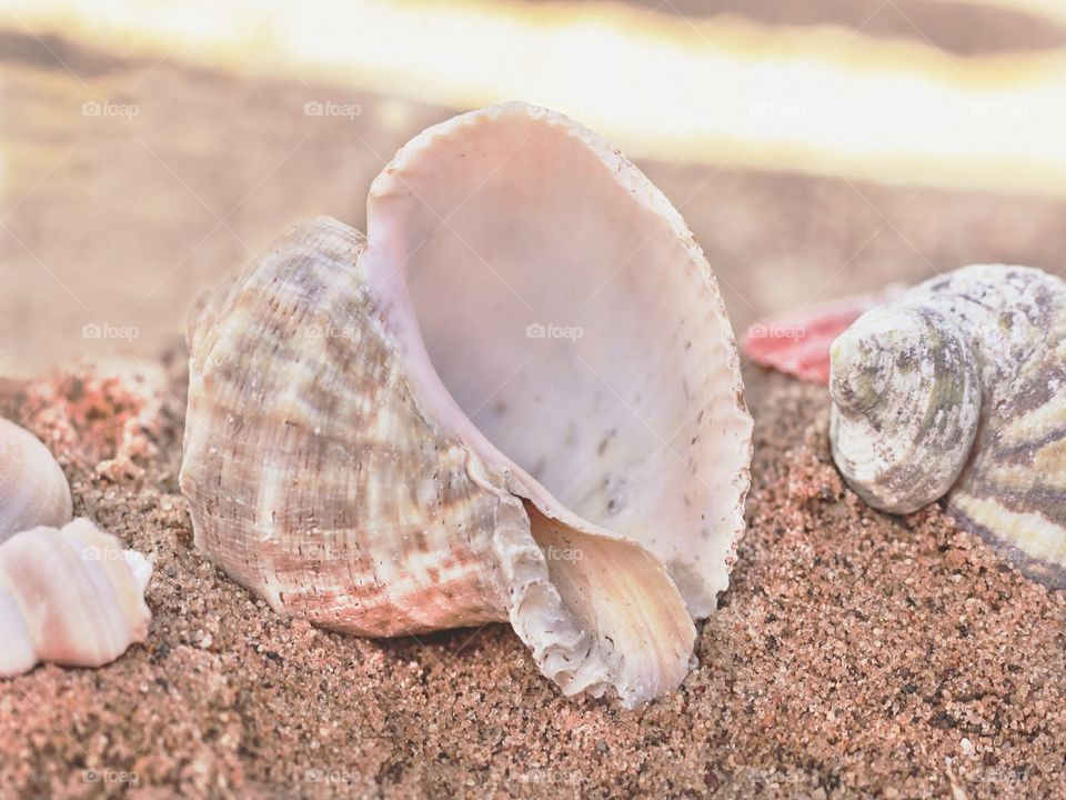 Seashells on beach sand