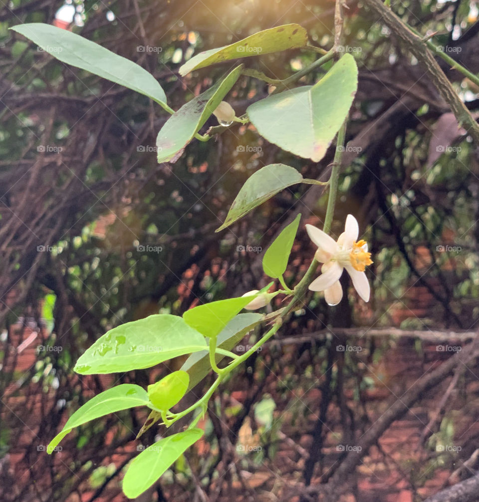 Lime tree flower during rainy Day 