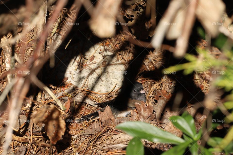 Little bird finding cozy spot under the bushes and leaves fallen on the ground 