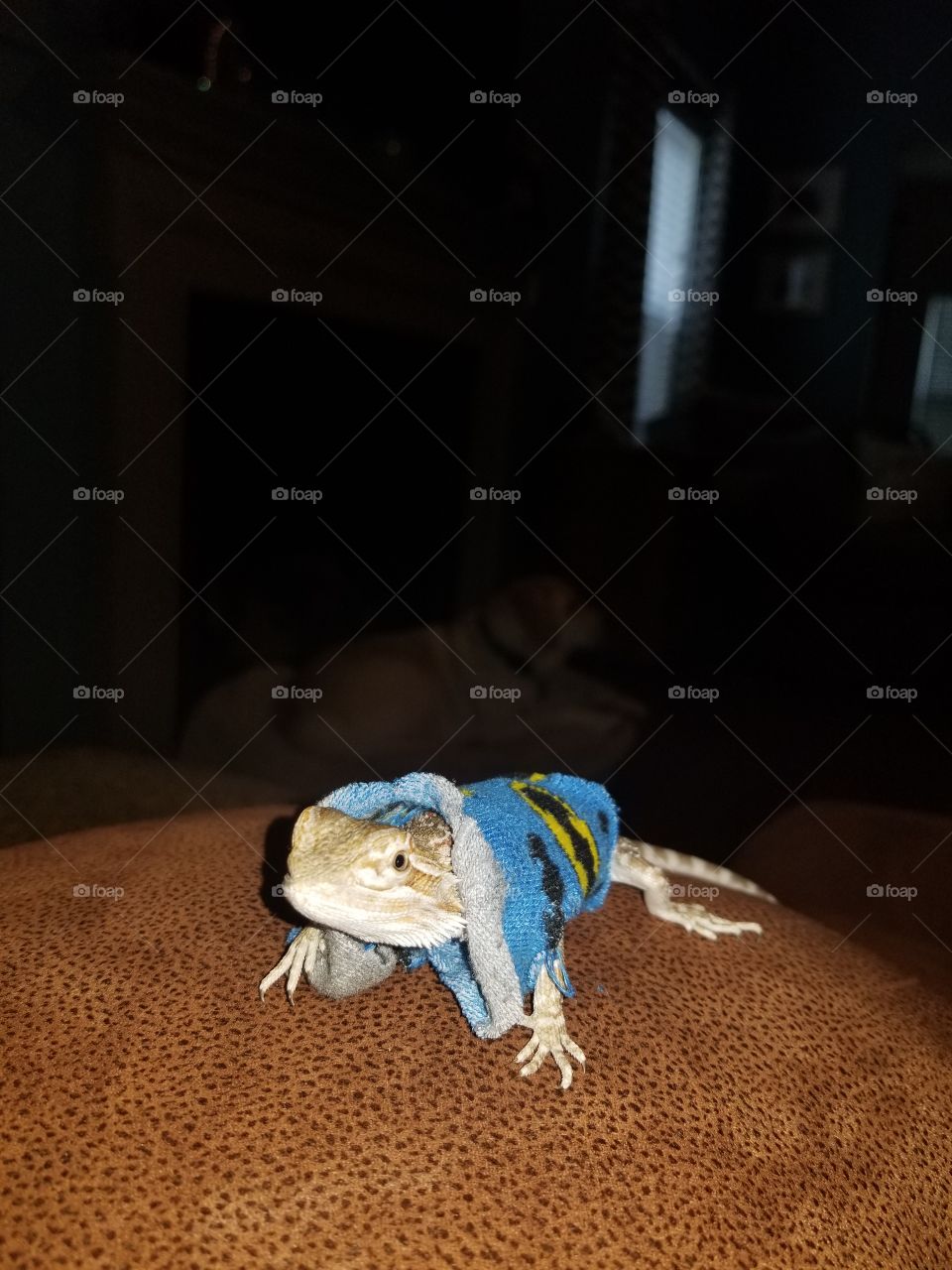 lizard in batman sweater