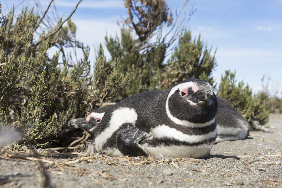 Pinguenera Faro Cabo Virgenes.