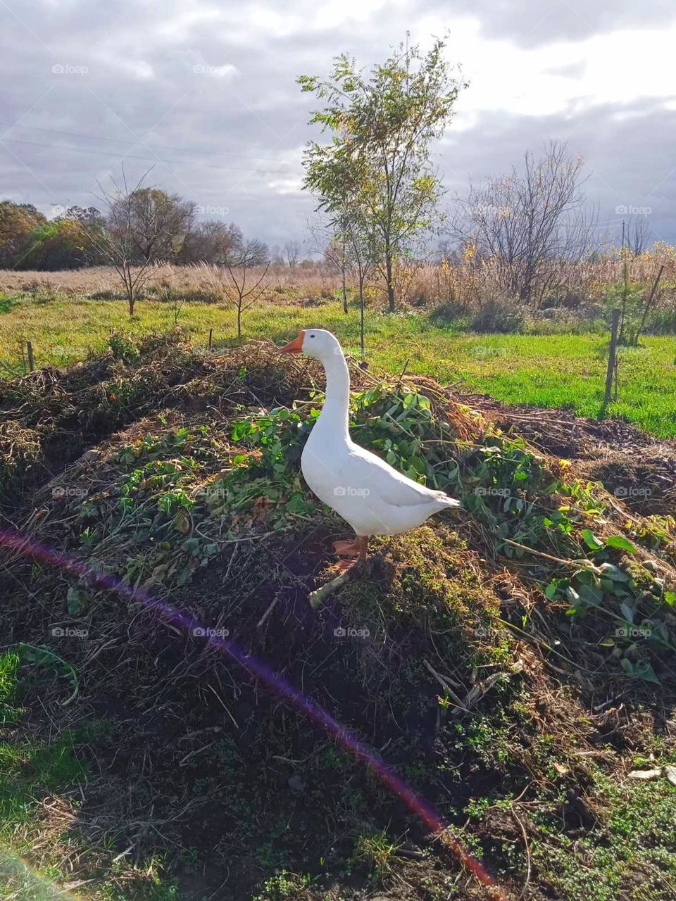 Upload photo on the week