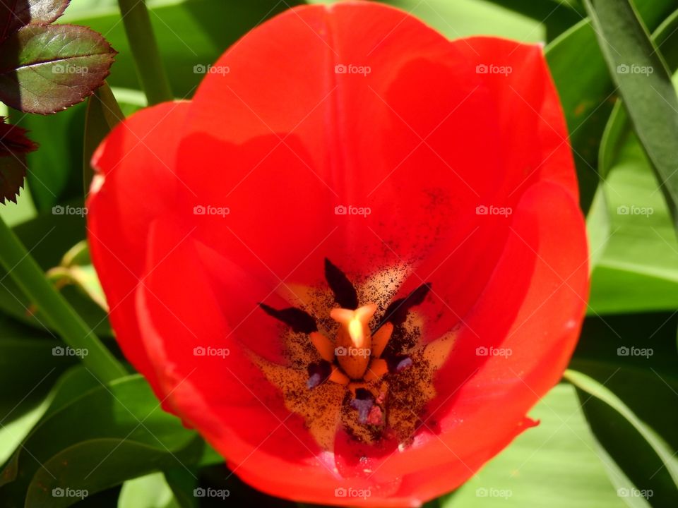 inside of a tulip