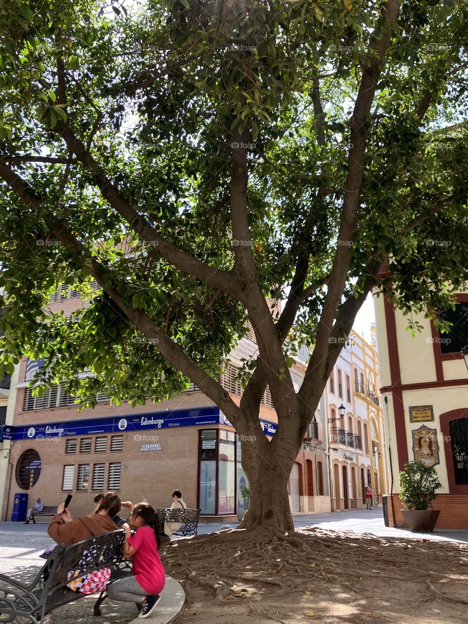 Urban nature with welcome shadow of a tree