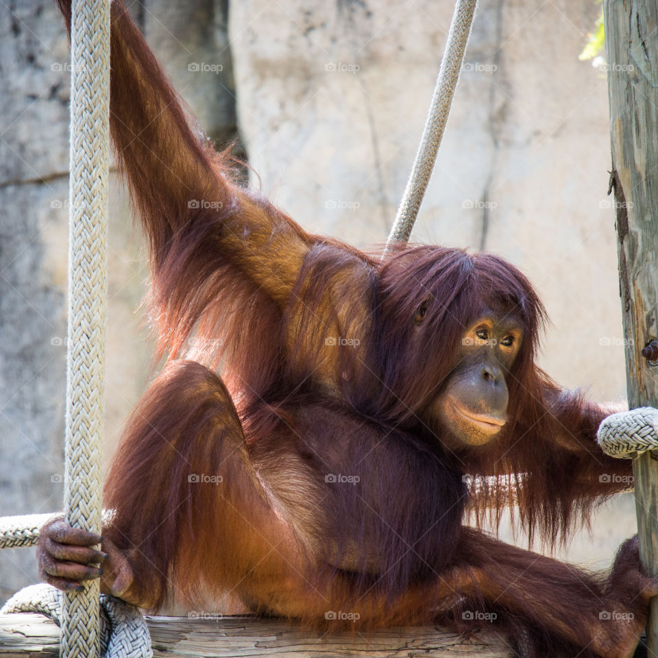 Orangutan hanging out . Young orangutan hanging out 