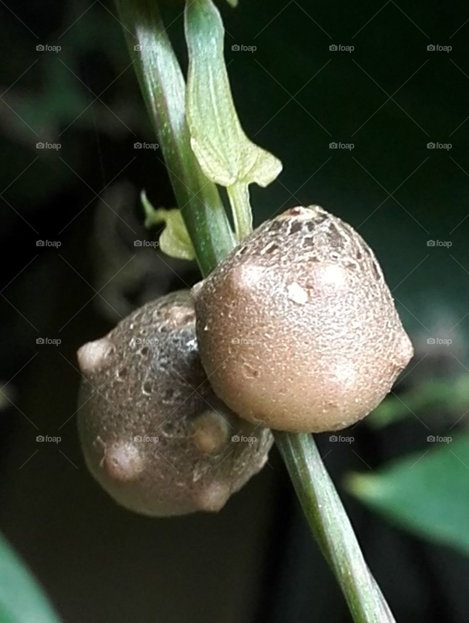 Not blowfishes, nor tanukis