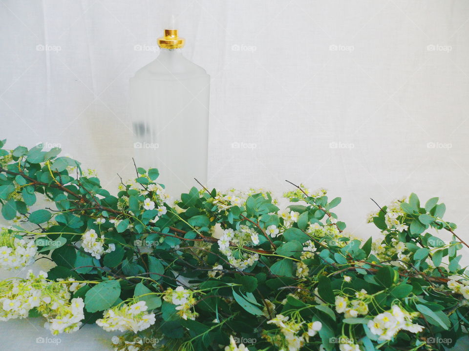 toilet water and white spring flowers on a white background