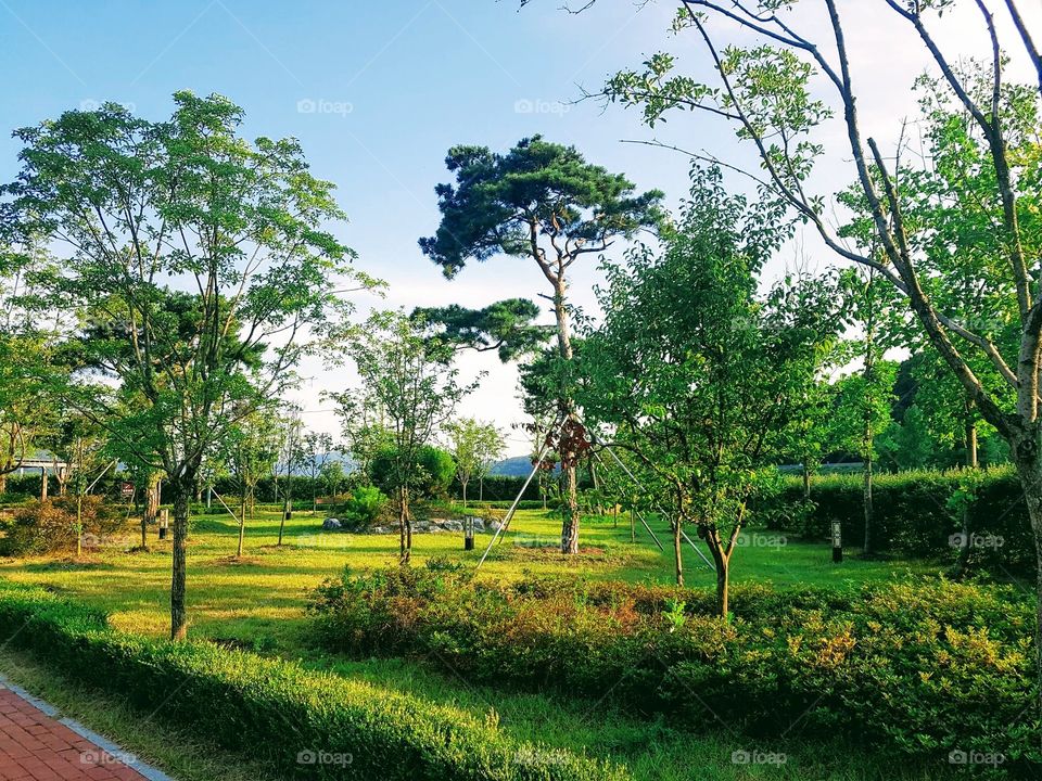 The trees and grass at the side walk in South Korea.