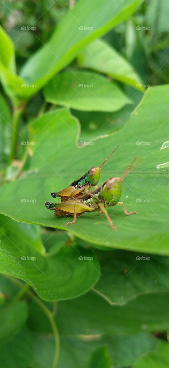 A grasshopper is making love on a green leaf