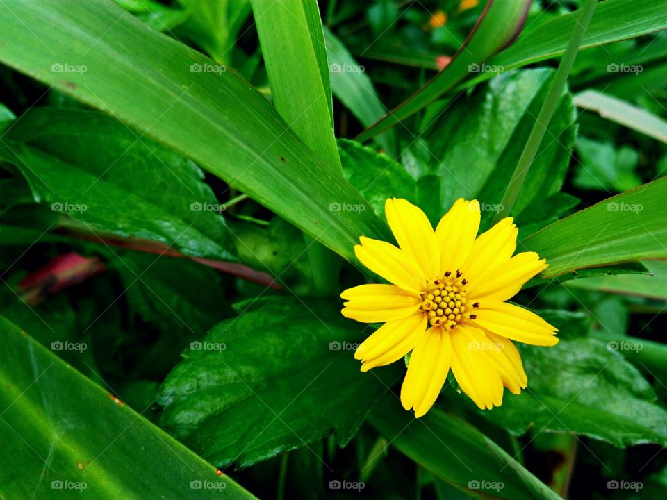 small is sun flower