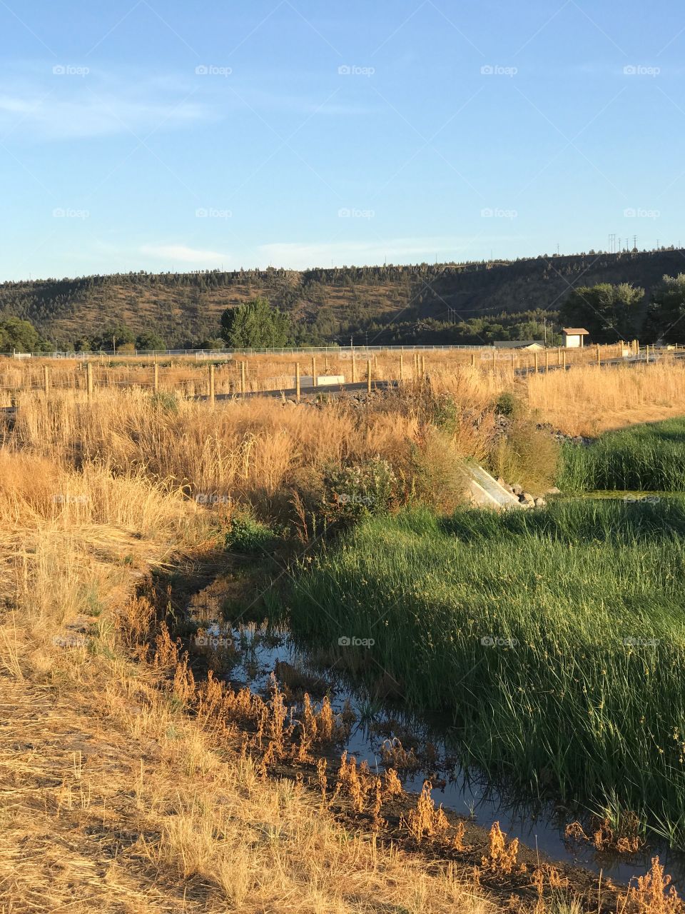 A lush green field surrounded by an irrigation ditch in the Crook County countryside in Central Oregon on a sunny fall evening. 