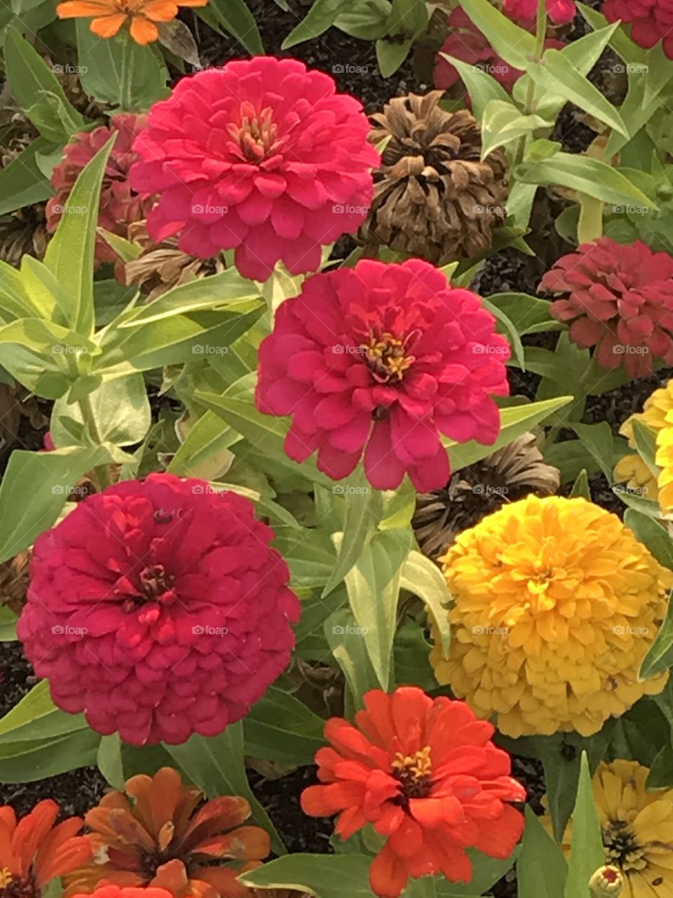 Beautiful flowers at church. The vivid colors of these flowers are most definitely a sight for sore eyes that brightens one’s heart.