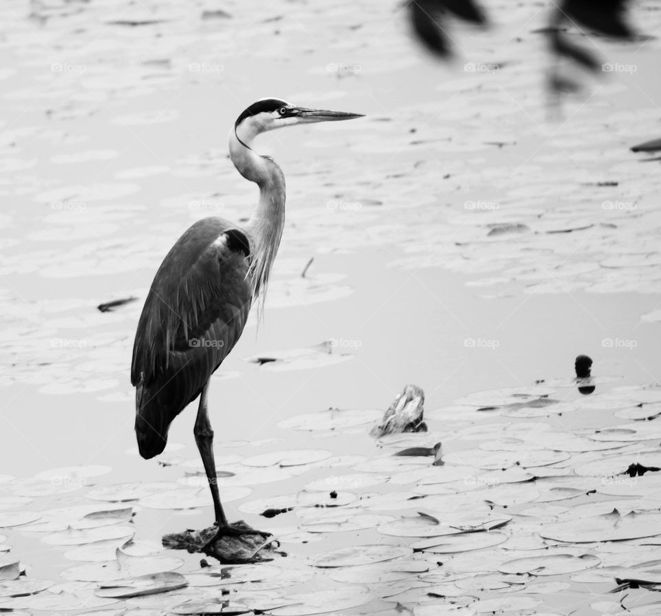 the heron