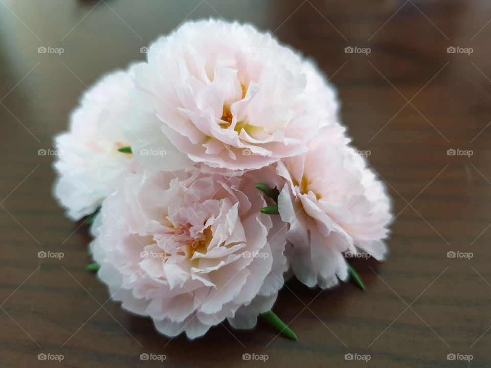 my beautiful Portulaca grandiflora